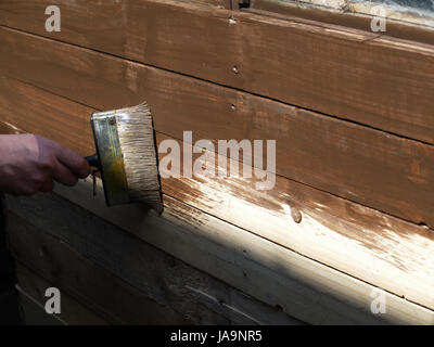 Brossage homme peinture protectrice sur le bois d'abri de jardin Banque D'Images