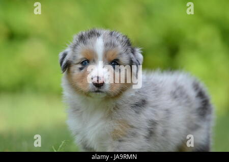 Cinq, l'Australie, chien, chiot, semaines, chiots, petits, pupies, ball, cinq, Banque D'Images