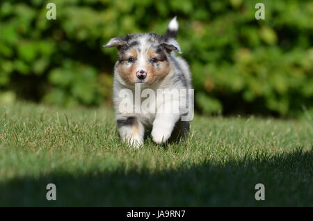 Cinq, l'Australie, chien, chiot, semaines, chiots, petits, pupies, ball, cinq, Banque D'Images