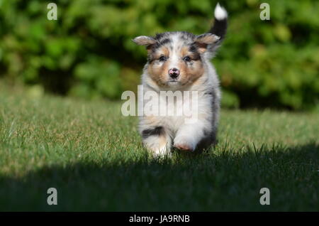 Cinq, l'Australie, chien, chiot, semaines, chiots, petits, pupies, ball, cinq, Banque D'Images