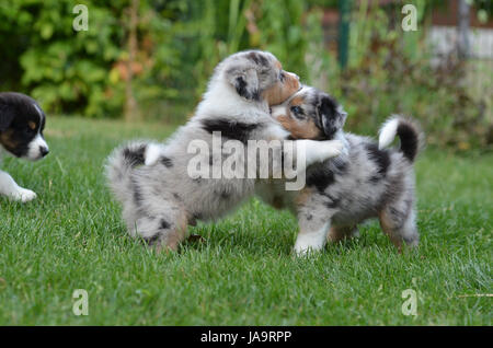 Cinq, l'Australie, chien, chiot, semaines, chiots, petits, pupies, ball, cinq, Banque D'Images