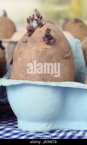 Les plants de pommes de terre (Charlotte) chitting divers dans une boîte sur un rebord chaud afin d'encourager une forte avant de les planter en pousses, UK Banque D'Images