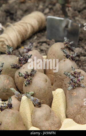 Plants de pommes de terre (Charlotte, majestueux et du Duc d'York dans eggboxes chitted variétés) sur un rebord de fenêtre, dans un potager prêt pour planter dehors Banque D'Images