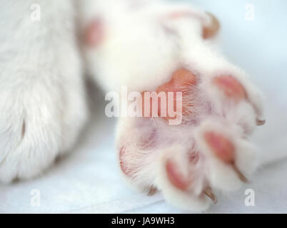 Pattes de chat blanc Banque D'Images