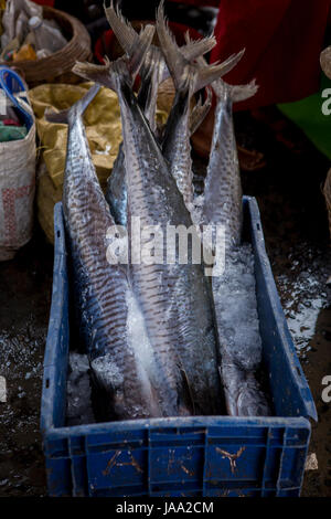 Le poisson dans la glace en boîte prêtes pour la vente au marché de poissons Sassoon, Mumbai, Inde. Banque D'Images
