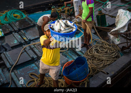 Un pêcheur jette un panier de poissons jusqu'au quai de son bateau de pêche au Sassoon docks, Mumbai, Inde. Banque D'Images