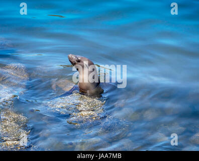 Une image d'un joint au repos dans le port de Monterey, Californie. Banque D'Images