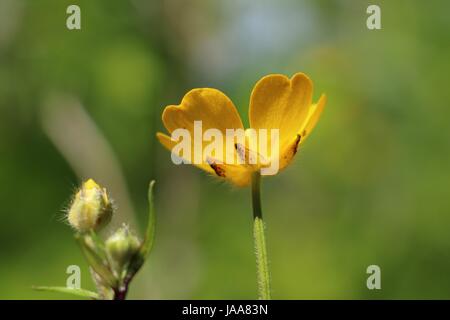 Jaune unique fleur Renoncule rampante, Ranunculus repens, miroitant dans le soleil de l'été sur un fond vert naturel ; en vertu de l'avis. Banque D'Images