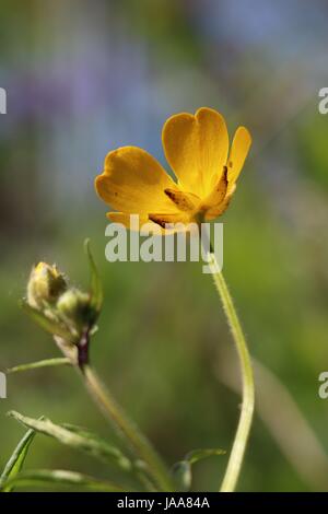 Jaune unique fleur Renoncule rampante, Ranunculus repens, miroitant dans le soleil de l'été sur un fond vert naturel ; en vertu de l'avis. Banque D'Images