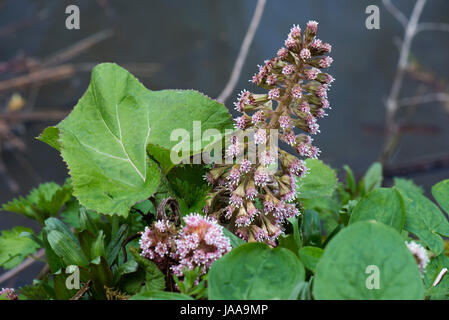 , Pétasite Petasites hybridus, rose fleur et les jeunes feuilles sur les rives de la Kennet and Avon Canal sur Hungerford, Commune Mars Berkshire Banque D'Images