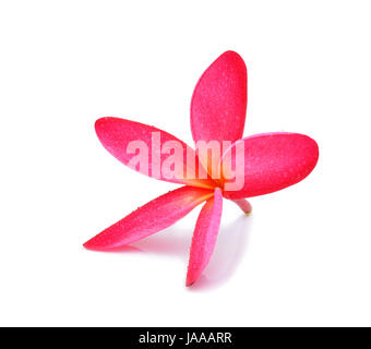 Fleur de frangipanier avec gouttelettes d'eau sur fond blanc Banque D'Images