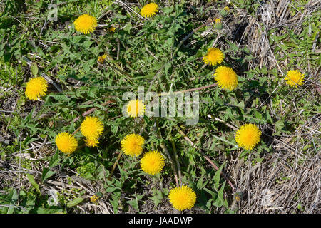 Bush floraison pissenlit (Taraxacum officiale médicinales) Banque D'Images
