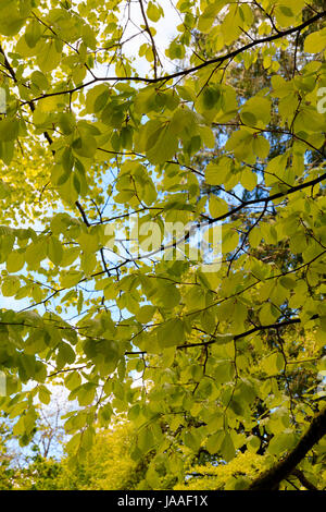 Feuillage de l'hêtre, Fagus sylvatica 'Zlatia', à la fin du printemps Banque D'Images