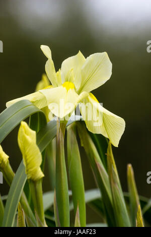 Fleur de l'iris de l'Afrique du Sud relative, Moraea alticola, une grande espèce alpine hardy Banque D'Images