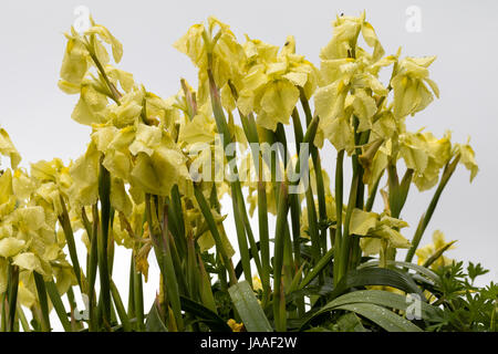Les fleurs de l'iris de l'Afrique du Sud relative, Moraea alticola, une grande espèce alpine hardy Banque D'Images