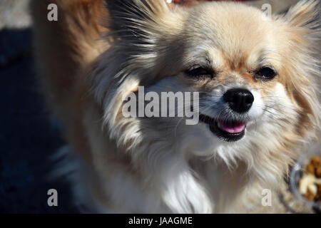 Un petit, jeune, belle, chocolat et crème, brun, couché long Chihuahua standing and smiling Banque D'Images