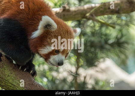 Disparition le panda rouge (Ailurus fulgens) à Singapour Banque D'Images