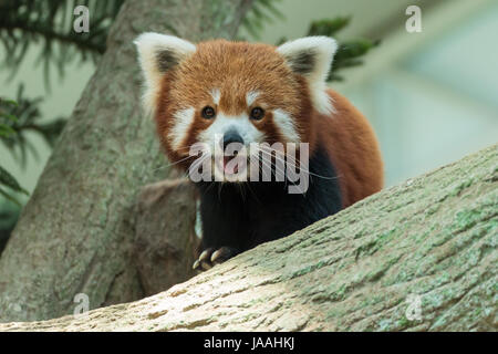 Disparition le panda rouge (Ailurus fulgens) à Singapour Banque D'Images