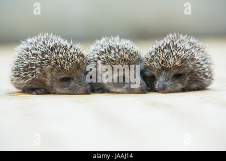 Trois petits Hedgehog portrait portant sur le plancher Banque D'Images