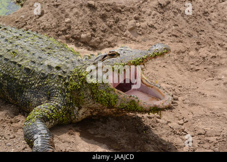 La bouche grande ouverte d'Alligator portant sur les rives de sable Banque D'Images