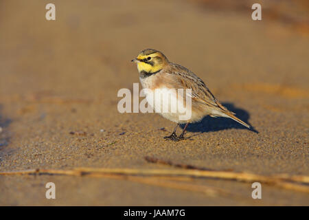 Shorelark / Shore Alouette hausse-col (Eremophila alpestris) sur une plage britannique en hiver Banque D'Images