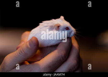 Un hamster nain russe blanc sur une main Banque D'Images