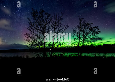 Northern Lights à travers les arbres à Balgavies Loch Banque D'Images