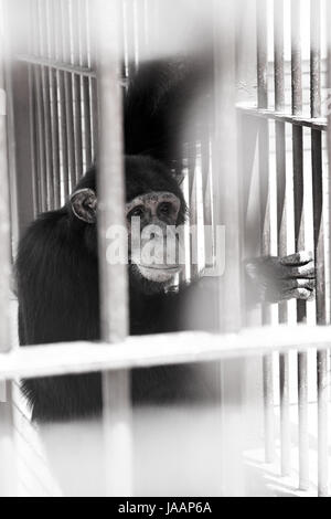 Triste à la recherche des chimpanzés à travers les barreaux au zoo. Banque D'Images