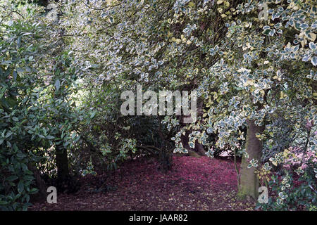 Parc Stewart middlesbrough arbres et plantes dans une clairière des bois au printemps Banque D'Images