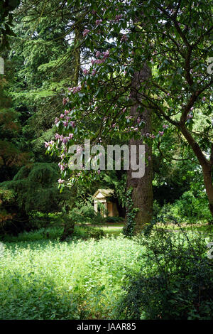 Parc Stewart Middlesbrough Arbres et plantes dans une clairière des bois au printemps Banque D'Images