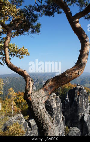 Blick durch eine Kiefer auf die Felsformationen Sächsichen der Schweiz ; mit terrasse Tag im Herbst Vue à travers une forêt de pins sur la formations de roches de la Suisse Saxonne, Allemagne ; journée ensoleillée en automne Banque D'Images