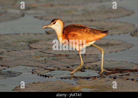 Jacana africain Actophilornis africana) (sur une feuille de nénuphar, l'Afrique australe Banque D'Images