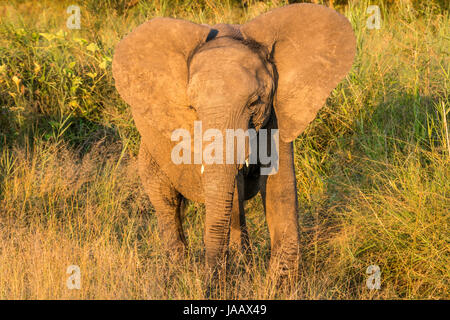 Éléphant de brousse africain juvénile, Loxodonta africana, en herbe longue, parc national du Grand Kruger, Afrique du Sud Banque D'Images