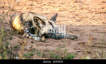 Chien sauvage africain, Lycaon pictus, parc national du Grand Kruger, Afrique du Sud, reposant avec la tête entre les pattes Banque D'Images