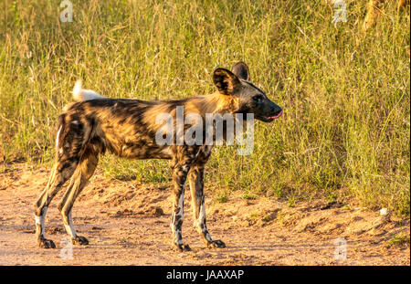 Gros plan du chien sauvage africain, Lycaon pictus, parc national du Grand Kruger, Afrique du Sud Banque D'Images