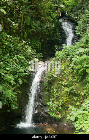 Petite cascade à Monteverde Cloud Forest Reserve Banque D'Images