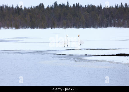 Les cygnes sur le lac partiellement gelé Banque D'Images