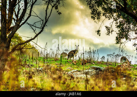 Rassemblement de tempête à l'horizon. Les kangourous dans leur habitat naturel - Mont Taylor ACT Banque D'Images