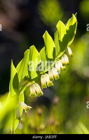 Salomon Polygonatum odoratum (angulaire) blooming Banque D'Images