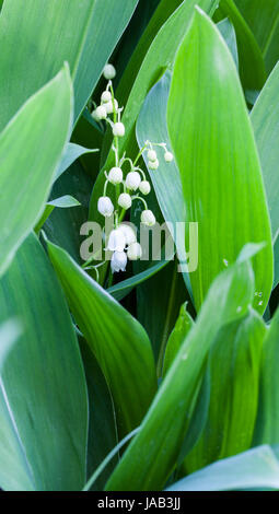 Le muguet (Convallaria majalis) en fleurs Banque D'Images