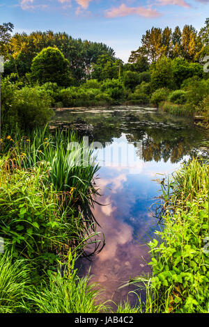 Les nuages colorés lever du soleil reflétée dans l'ancien étang au parc Lydiard à Swindon, Wiltshire. Banque D'Images