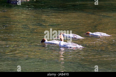 Groupe familial de goosanders sur l'usure de la rivière Banque D'Images