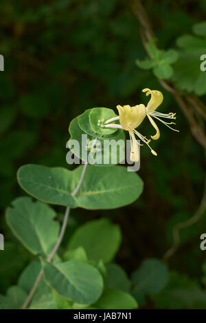 Lonicera caprifolium Banque D'Images