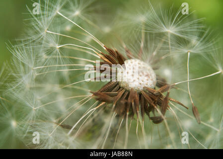 Taraxacum officinale Banque D'Images