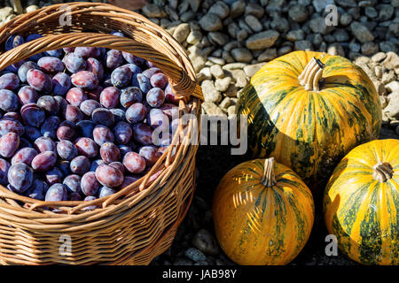 Les prunes mûres dans panier avec trois citrouilles Banque D'Images