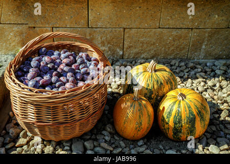 Les prunes mûres dans panier avec trois citrouilles Banque D'Images