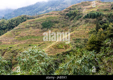 Longji, Chine. Les pentes boisées et en terrasses. Banque D'Images