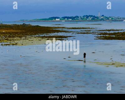 Paysage avec man crossing wet plage à marée basse avec les goélands à proximité, et l'île de Batz s'élevant jusqu'au loin. Roscoff, France. Banque D'Images