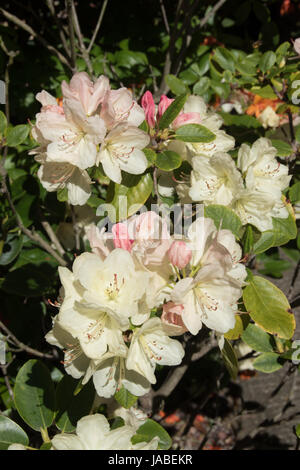 Rhododendron 'Percy Wiseman' Banque D'Images