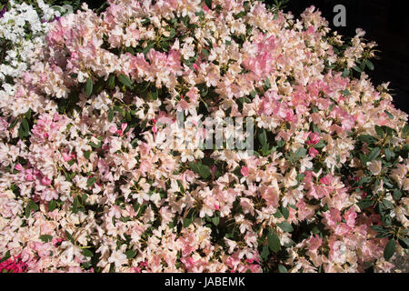 Rhododendron 'Percy Wiseman' Banque D'Images